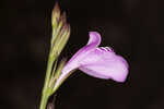 Thickleaf waterwillow